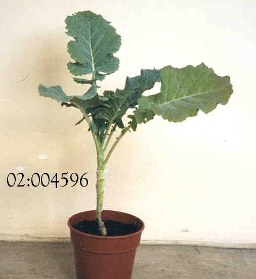 PLANT